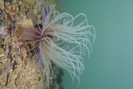 İzmir Körfezi’nin dibinden harika görüntüler...