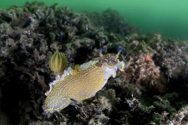 İzmir Körfezi’nin dibinden harika görüntüler...