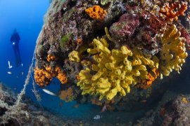 İzmir Körfezi’nin dibinden harika görüntüler...