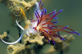 İzmir Körfezi’nin dibinden harika görüntüler...