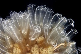 İzmir Körfezi’nin dibinden harika görüntüler...