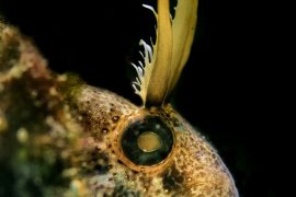 İzmir Körfezi’nin dibinden harika görüntüler...