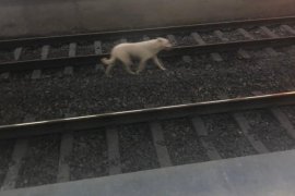 İZBAN treni köpeği bekledi...