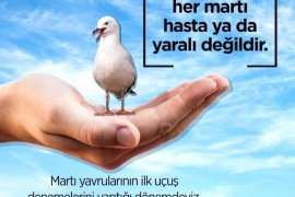 Karşıyaka’da yavru martı seferberliği