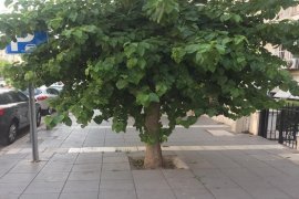 Şehitler Bulvarı'nda dutlar budandı