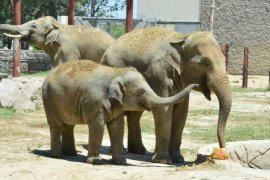 En büyük ilgi fillere