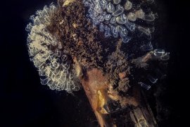 İzmir Körfezi’nin dibinden harika görüntüler...