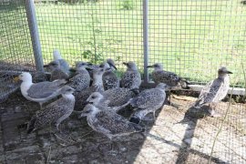 Karşıyaka’da yavru martı seferberliği