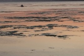 Bostanlı sahilinde yosun tehlikesi