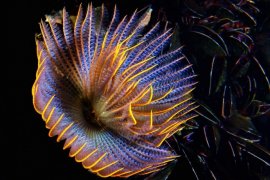 İzmir Körfezi’nin dibinden harika görüntüler...