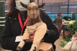 Tarım Müdürü Üngür Organik Pazarı denetledi...