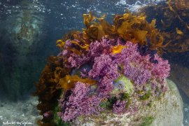 İzmir Körfezi’nin dibinden harika görüntüler...