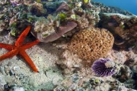 İzmir Körfezi’nin dibinden harika görüntüler...