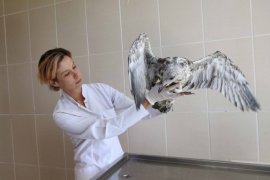 Karşıyaka’da yavru martı seferberliği