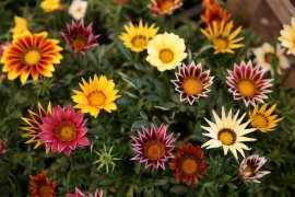 Karşıyaka'da mis kokulu festival