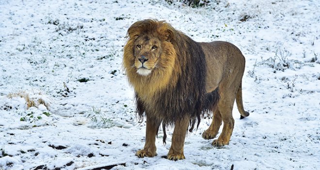  Doğal Yaşam’da''sıra dışı'' bir gün 