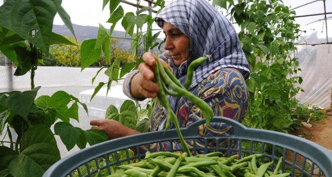  Tarımda İzmir mucizesi 