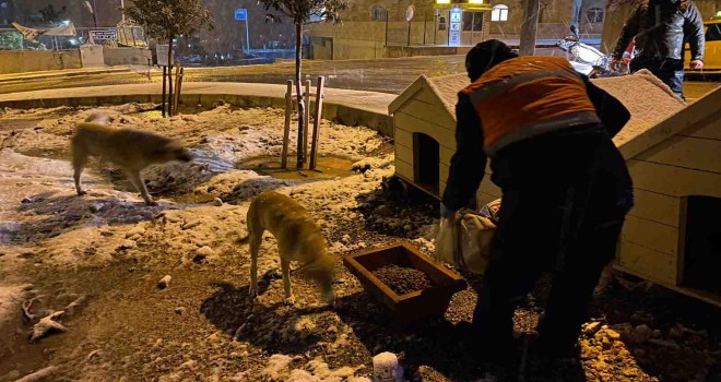 Kar altında kalan can dostlarını Buca Belediyesi unutmadı