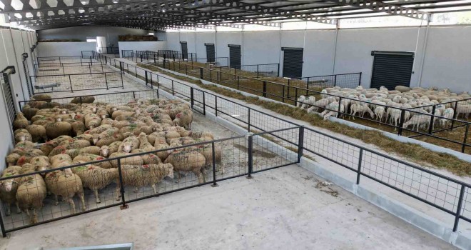 Damızlık Koyun Üretim Merkezi Aliağa'da faaliyete geçti