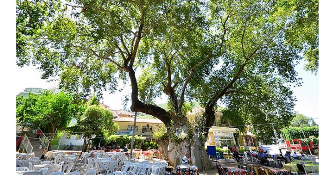 1000 yıllık çınar ağacına “gençlik aşısı” yapıldı