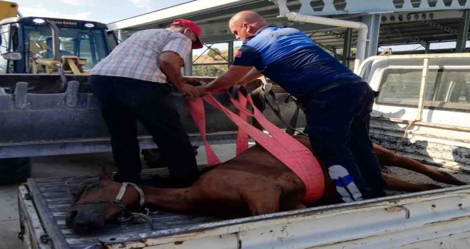 Yaralı ata zabıta şefkati