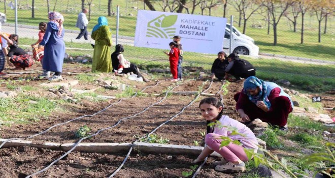 Mahalle bostanlarında kış dikimleri başladı