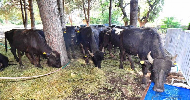 İzmir mozzarellası için üreticiye destek devam ediyor