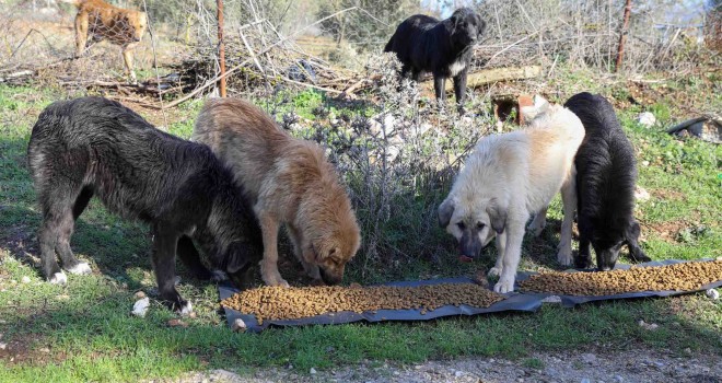 Buca’da kırsaldaki can dostlarına mama desteği
