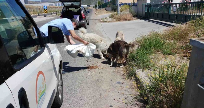 Sokak hayvanları İzmir İl Tarım ve Orman Müdürlüğü’ne emanet