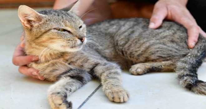 Çiğli Belediyesi ve hayvan dostlarından büyük işbirliği