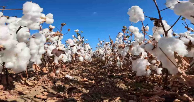 Bakırçay Ovası'nda ''Beyaz Altın'' zamanı