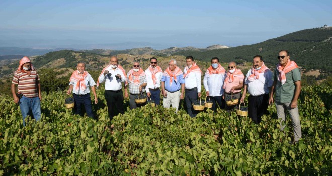 Kavacık Üzüm Festivali bağbozumuyla yaşatıldı