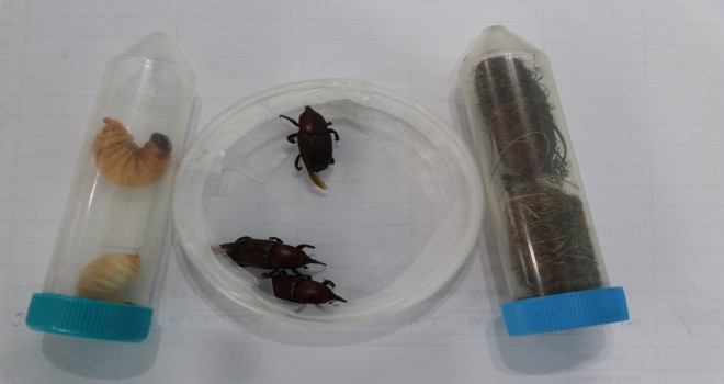 Palmiye kırmızı böceği mücadele değerlendirme toplantısı yapıldı