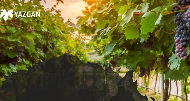 Yazgan Şarapçılık, konkordato talebinde bulundu