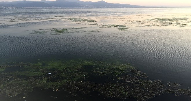 Bostanlı sahilinde yosun tehlikesi