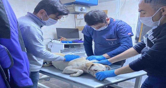 İşkence gören köpeğe Karabağlar Belediyesi sahip çıktı