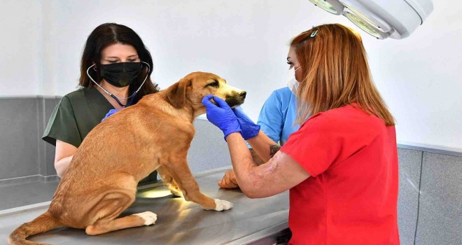 İzmir Büyükşehir’de Veteriner İşleri Halk Sağlığı Dairesi Başkanlığı kuruldu