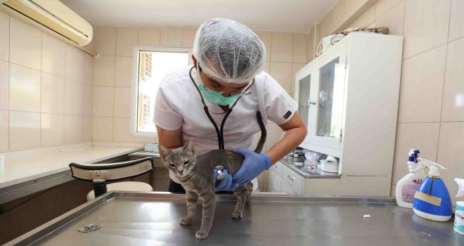 Gaziemir Belediyesi can dostların yaşam hakkına dikkat çekiyor