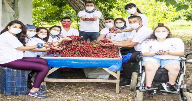 459 Gönüllü 95 üreticinin bahçesindeki kiraz hasadında görev aldı