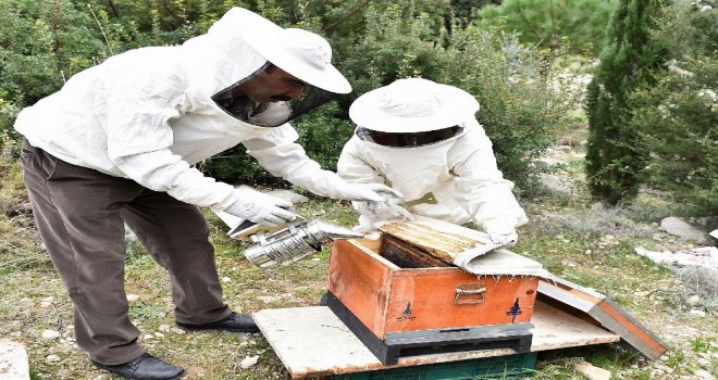 İzmir'de arıcılık yaygınlaşıyor