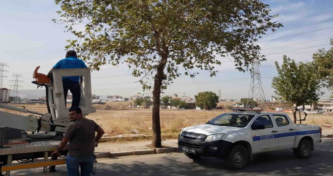 Zabıtalardan kedi operasyonu