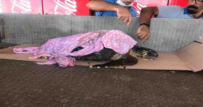 Yaralı halde bulunan caretta caretta tedavi altına alındı