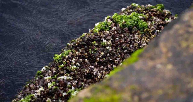 İzmir Körfezi'nde midye alarmı