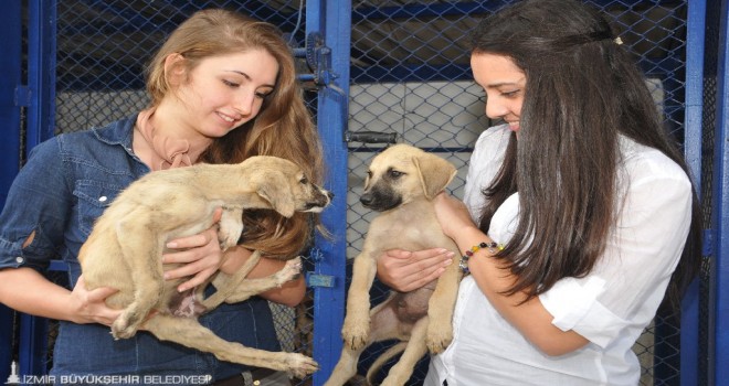 Satın alma, sahiplen