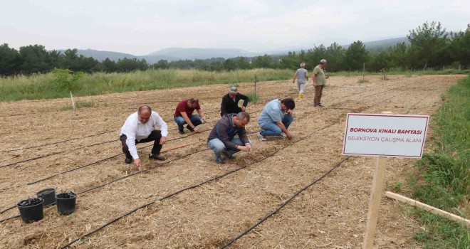 Bornova Kınalı Bamyası’na koruma kalkanı