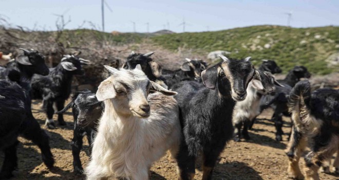 Annesiz kalan oğlaklar kurtarıldı