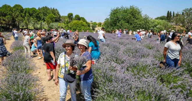 Seferihisar'da lavanta ve ekinezya hasadı gerçekleşti