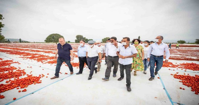 Başkan Soyer domates hasadı yaptı