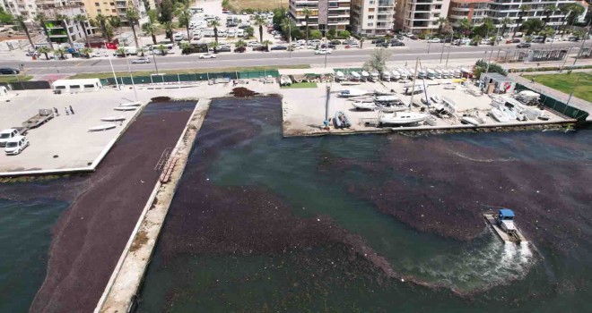 Karşıyaka sahilinde deniz marulları temizleniyor