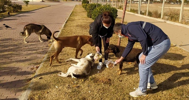 Karşıyaka'da kuşlar ve sokak hayvanları unutulmadı...